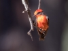 Vermilion Flycatcher