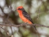 Vermilion Flycatcher