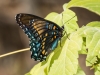 Red-spotted Purple