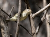 Warbling Vireo