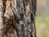 White-breasted Nuthatch