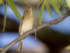 Cordilleran Flycatcher