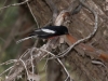 Painted Redstart