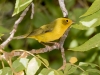 Wilson's Warbler