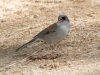 Yellow-eyed Junco