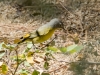 Nashville Warbler