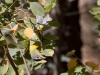 Nashville Warbler