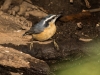 Red-breasted Nuthatch