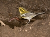 Townsend's Warbler