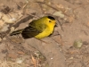 Wilson's Warbler