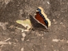 Mourning Cloak Butterfly