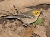 Hermit Warbler