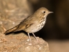 Hermit Thrush