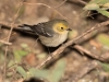 Hermit Warbler