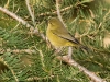 Orange-crowned Warbler