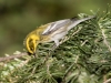 Townsend's Warbler