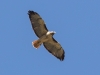 Red-tailed Hawk