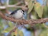 White-breasted Nuthatch