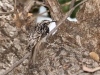 Brown Creeper