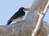 Acorn Woodpecker