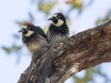 Acorn Woodpecker