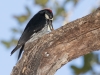 Acorn Woodpecker