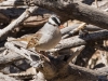 White-crowned Sparrow