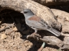 Dark-eyed Junco