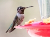 Broad-tailed Hummingbird