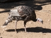 Wild Turkey