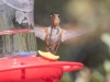 Rufous Hummingbird