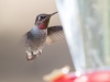 Calliope Hummingbird