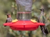 Anna's Hummingbird and Rivoli's Hummingbird