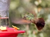 Beryline Hummingbird