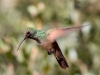 Beryline Hummingbird