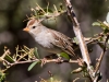 White-crowned Sparrow