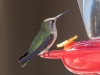 Costa's Hummingbird