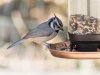 Bridled Titmouse