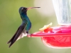 Broad-billed Hummingbird