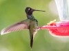 Rivoli's Hummingbird