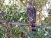 Cooper's Hawk