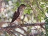 Cooper's Hawk