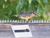 Black-headed Grosbeak