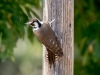 Arizona Woodpecker