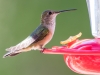 Rufous Hummingbird