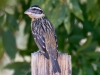 Black-headed Grosbeak