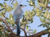 Mexican Jay