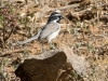 Black-throated Sparrow