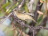 Ruby-crowned Kinglet