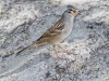 White-crowned Sparrow